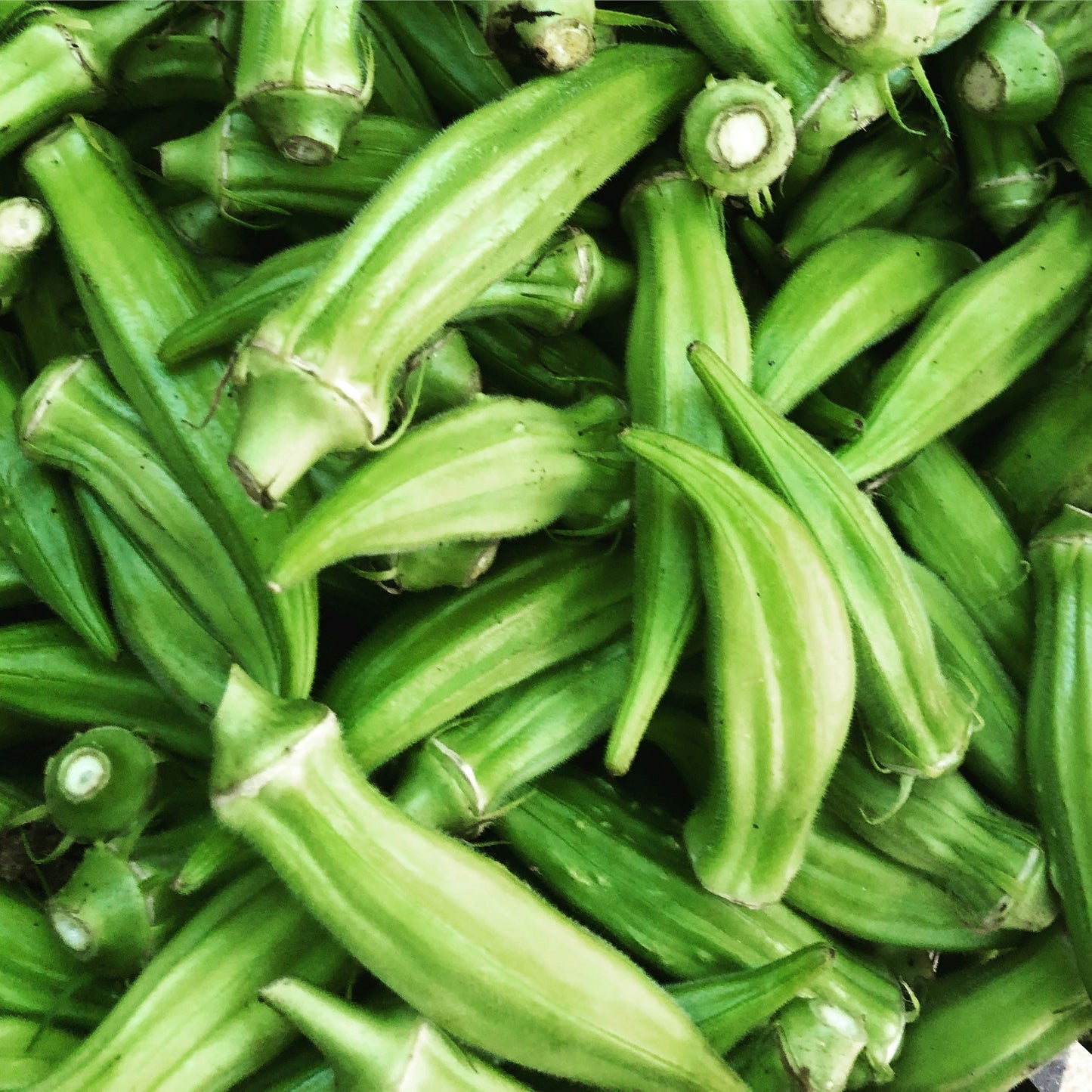 Okra (Lady's Finger)