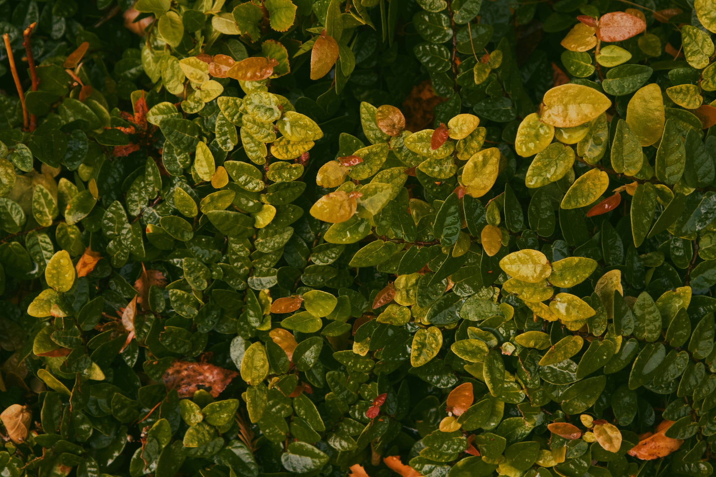 Curry Leaves Katta
