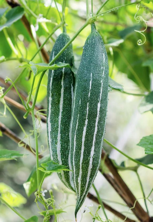 Snake Gourd