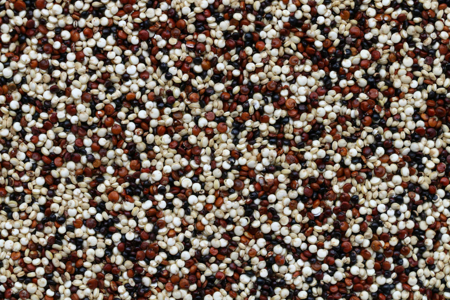 Sorghum