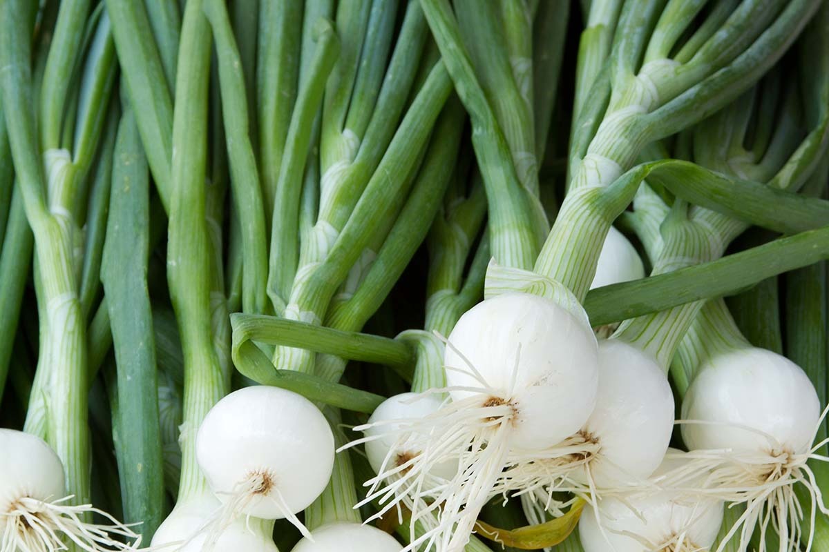 Spring Onions