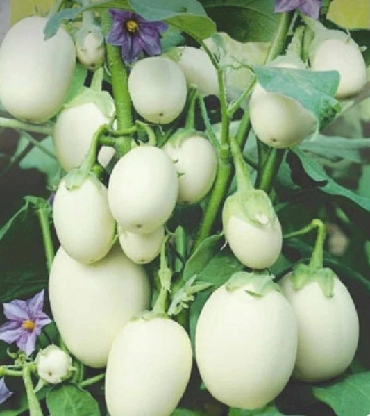 White Brinjal