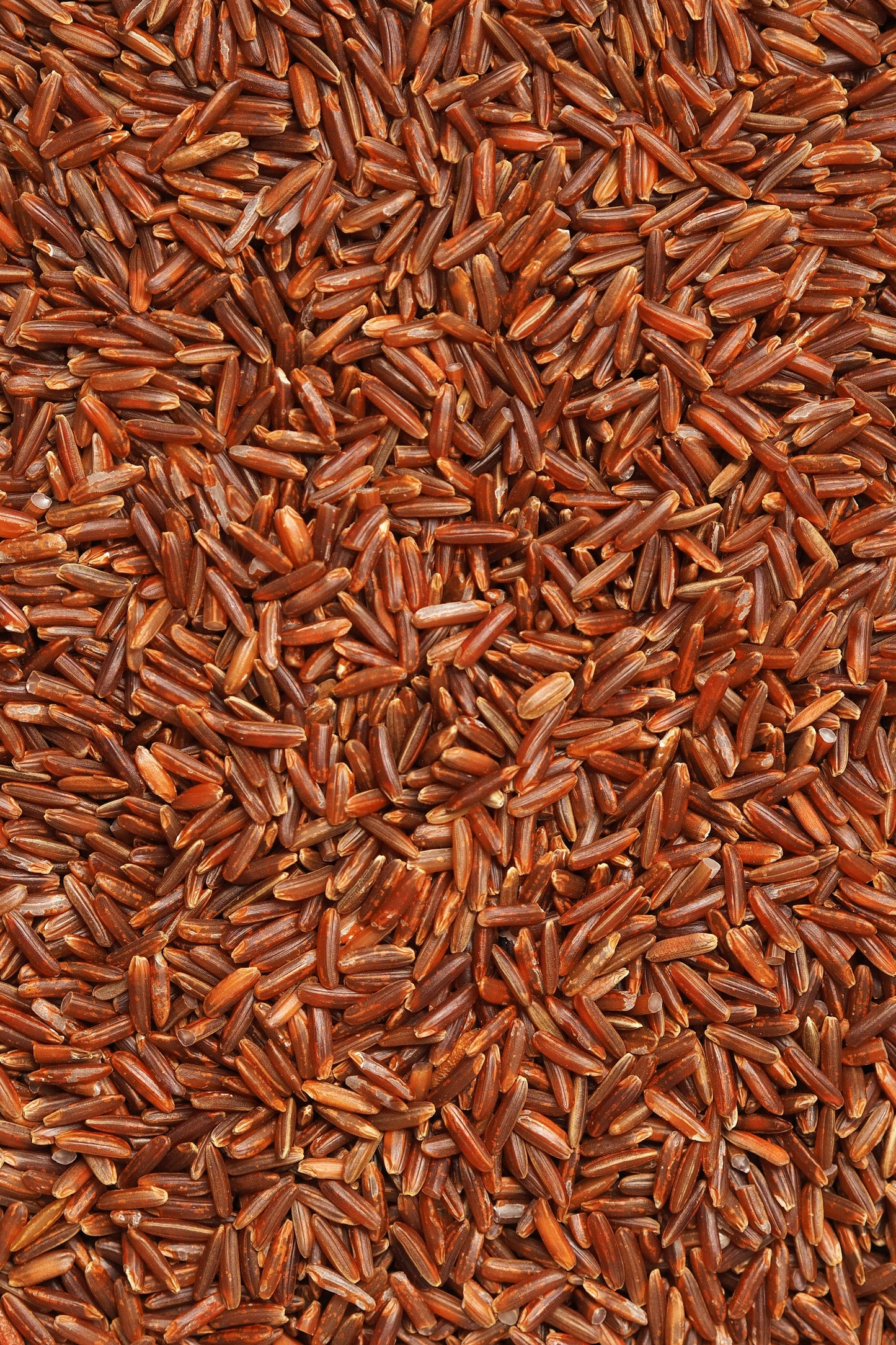 Wild Rice