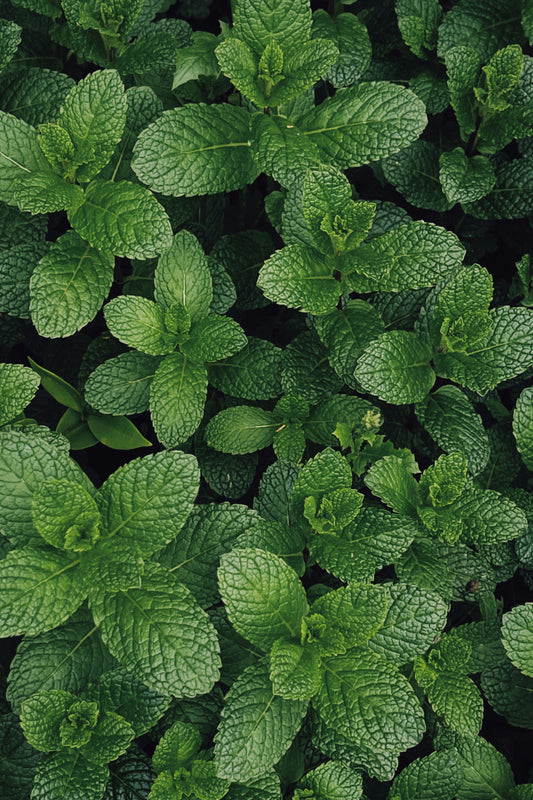 Fresh Mint (Pudina) Katta