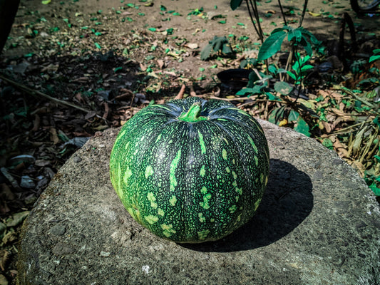 Red Pumpkin